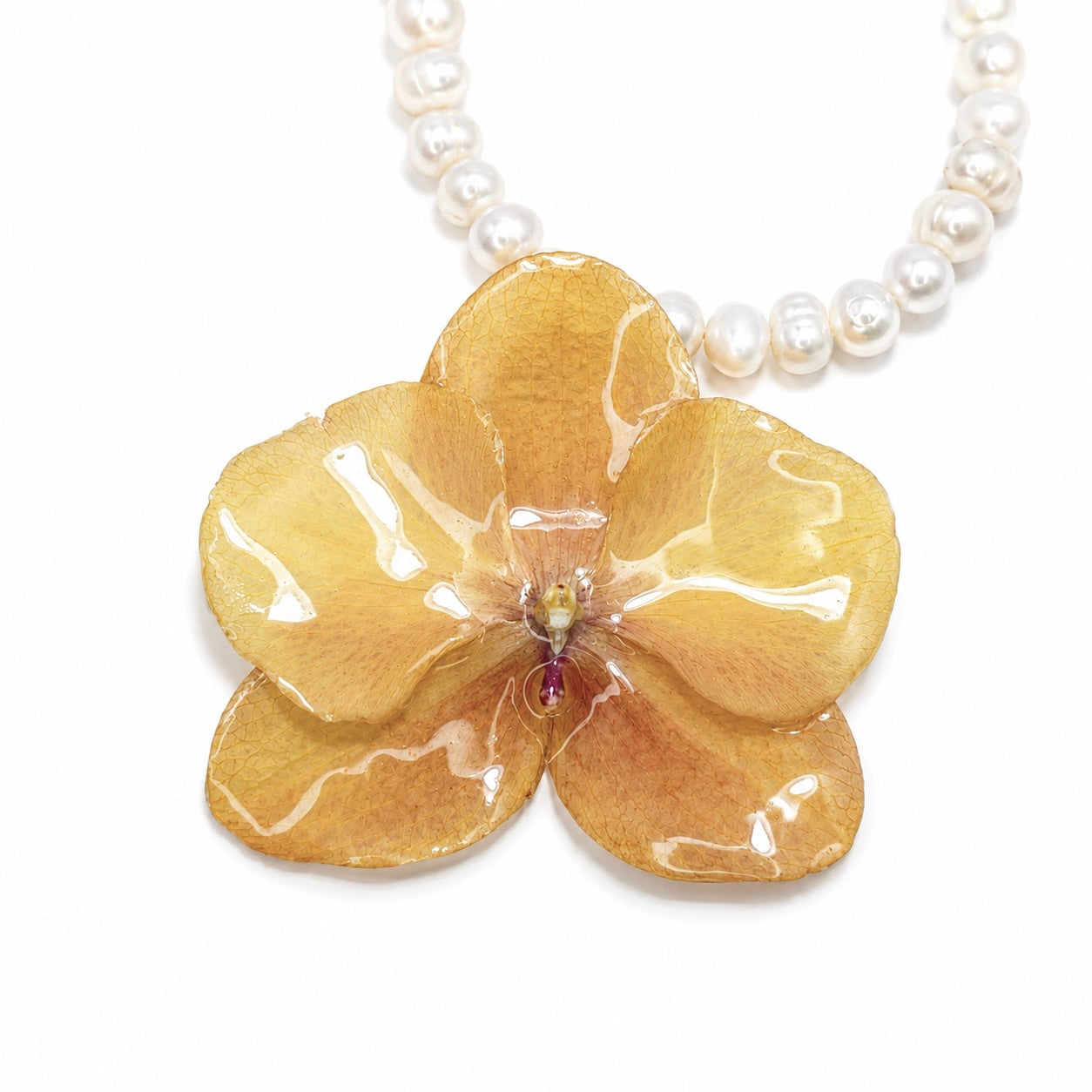Amber Phalaenopsis