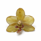 Golden Instinct Ring