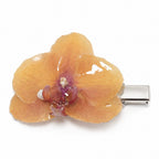 Pinza Sunset Orchid