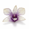 Amethyst Bloom
