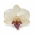 Pearl Orchid Ring
