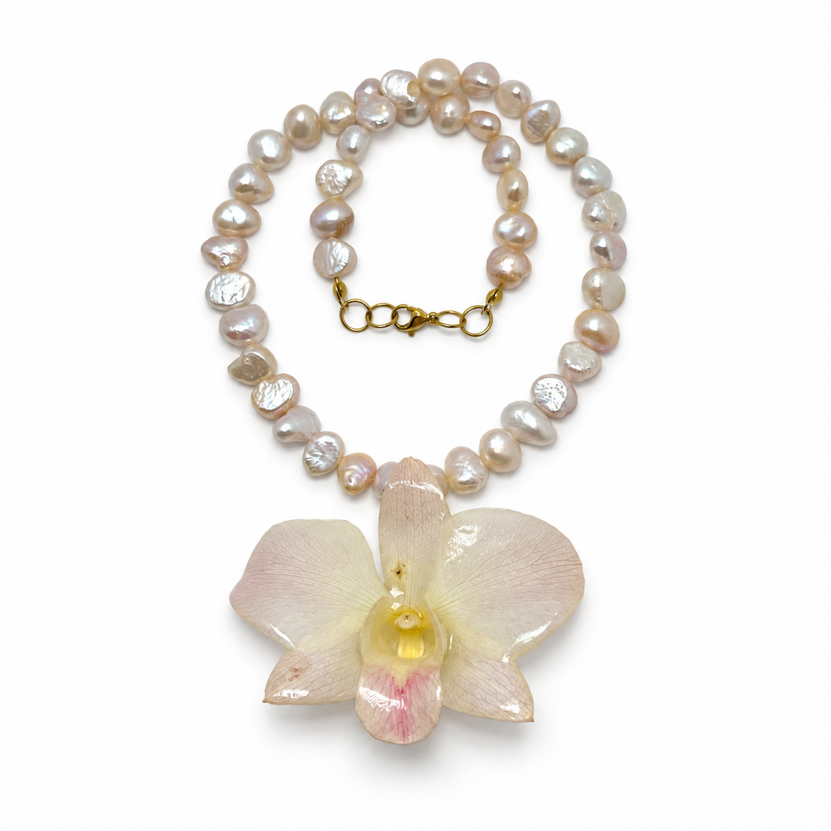 Rosé Orchid