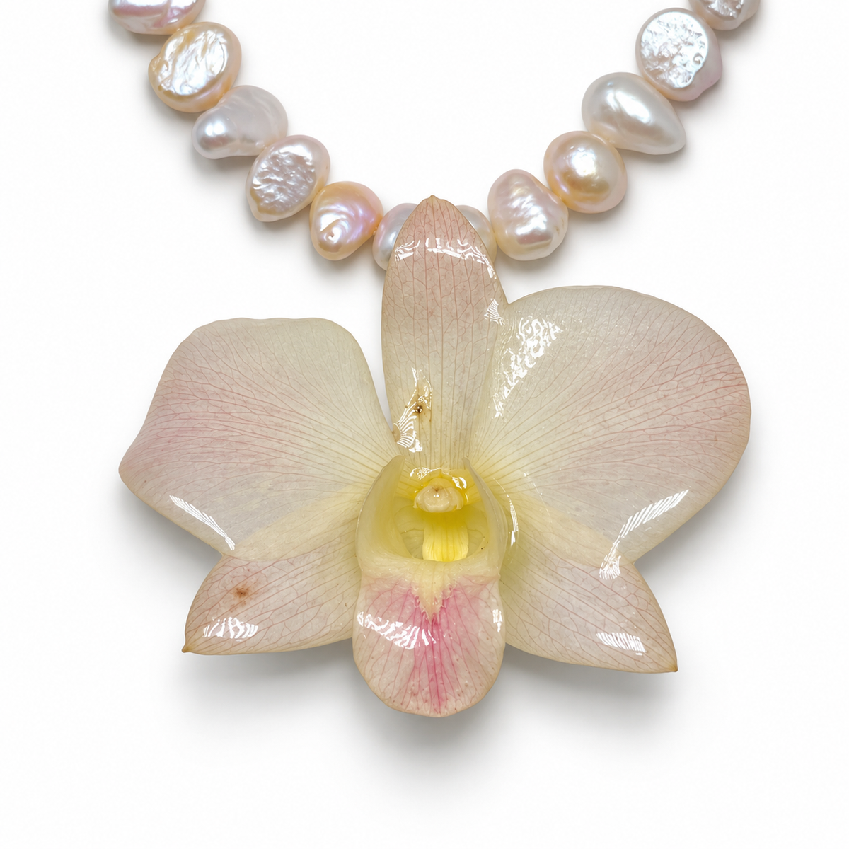 Rosé Orchid